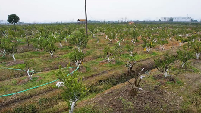 Aplicação da válvula de irrigação inteligente Runjing na irrigação de jardins